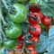 tomato