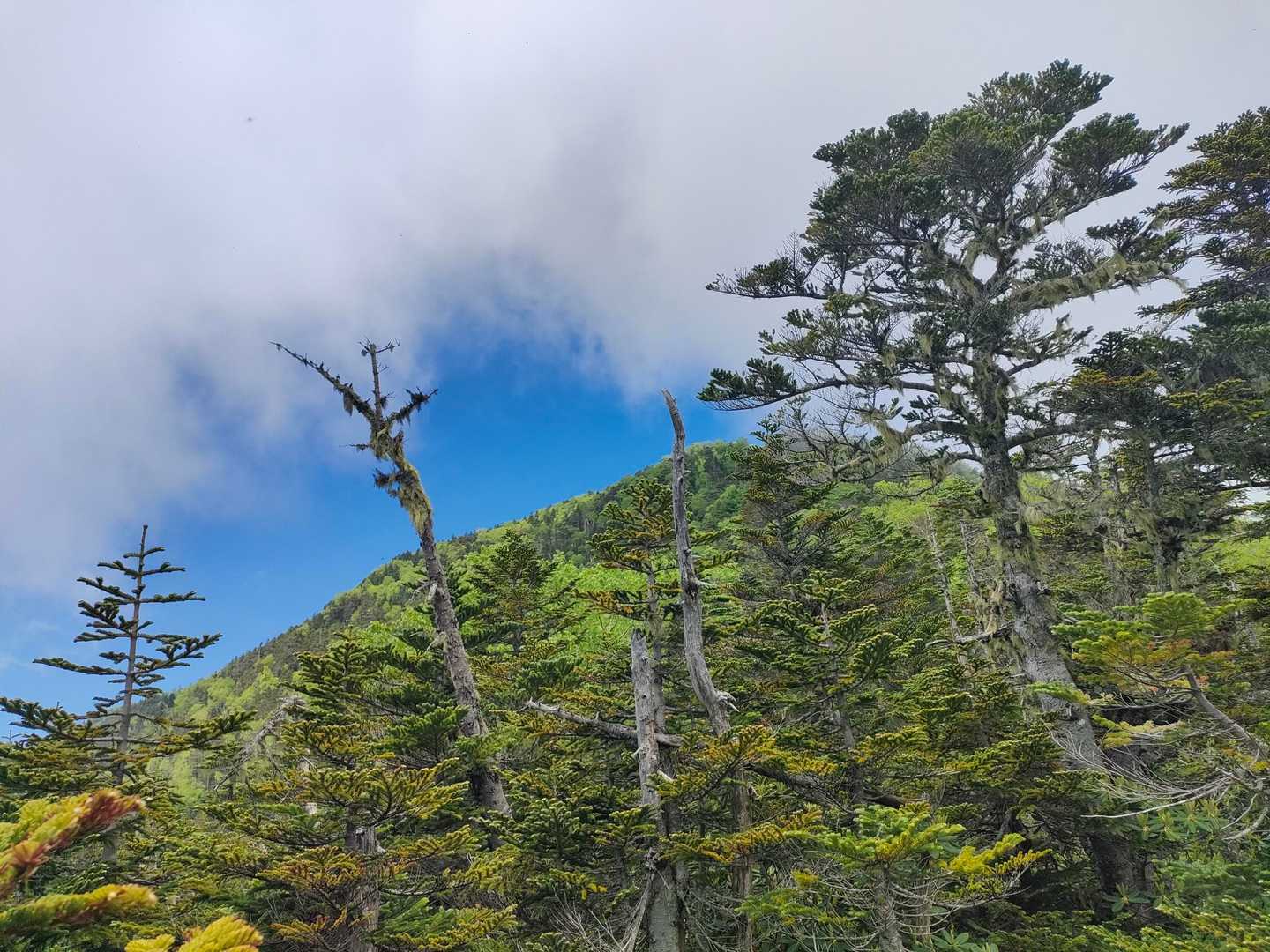 ガス晴れてきて山頂ちらり。これは期待。
