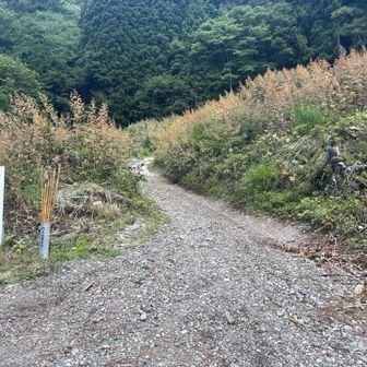 ここの左⬅️側にも🅿️あり。
竹の杖あり。拝借。