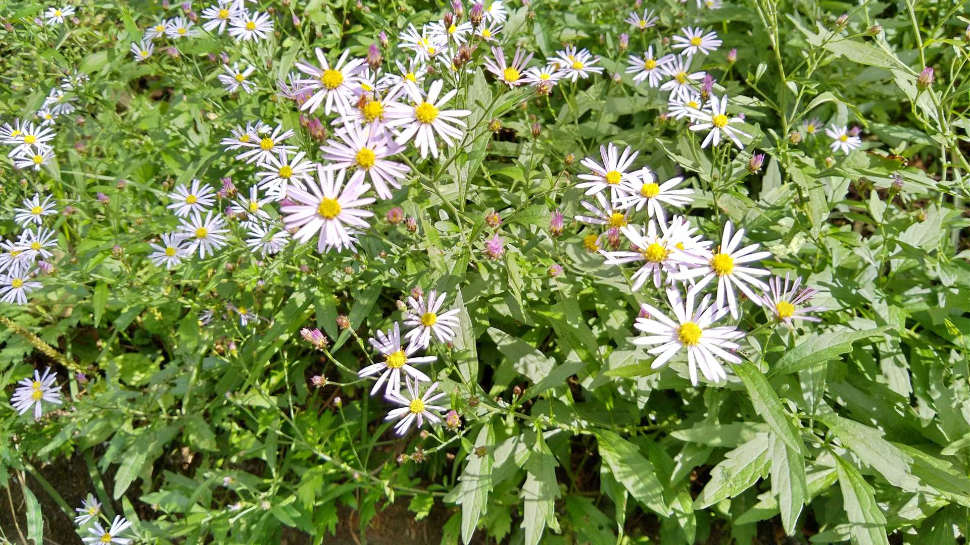 本日1つ目の花の撮影