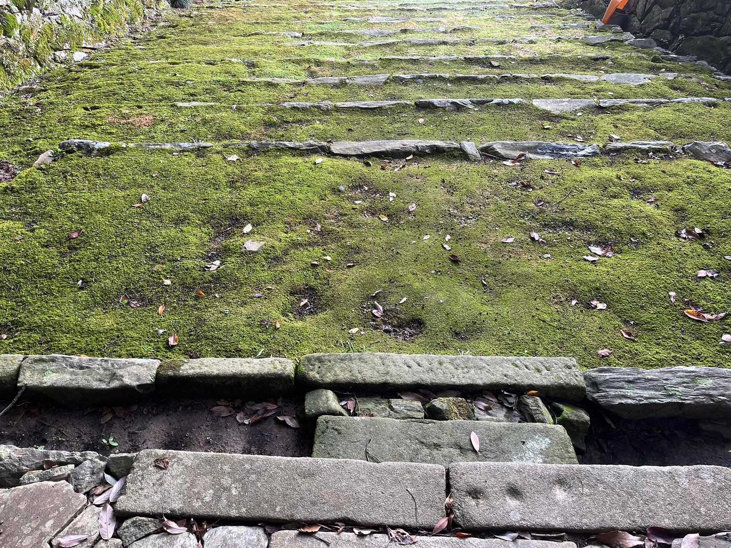 長圓寺の入口の石段
苔が見事

上から下まで手入れが行き届いていて、気持ちの良いお山でした
ありがとうございました

長圓寺
https://www.city.nishio.aichi.jp/sportskanko/bunka/1001473/1002600.html