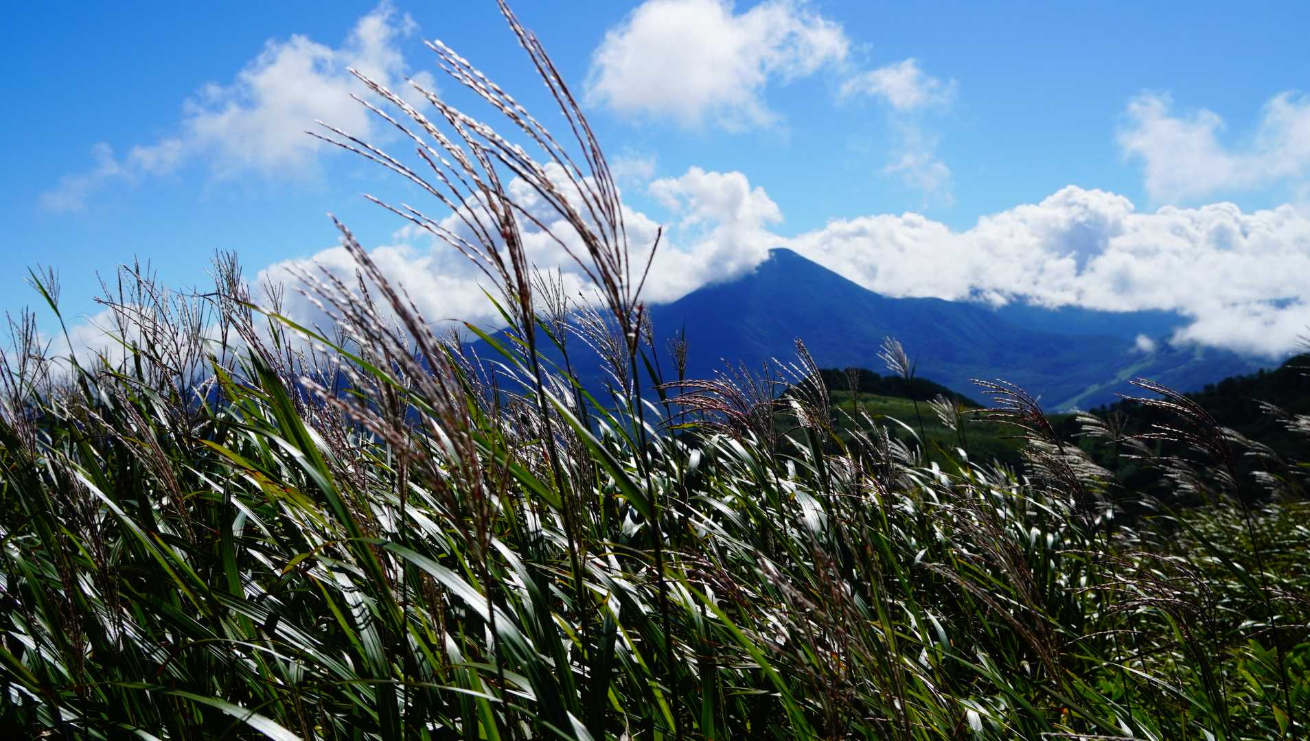 ススキ越しに蓼科山