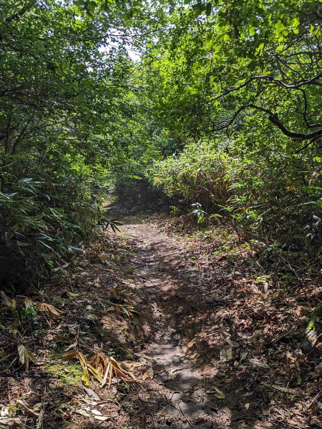 北泉ヶ岳 周回コースの写真