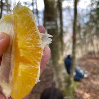 冷たい甘夏が沁みてくる