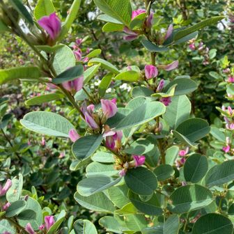 萩の花、美しかったです
季節は確実に秋へ🍂