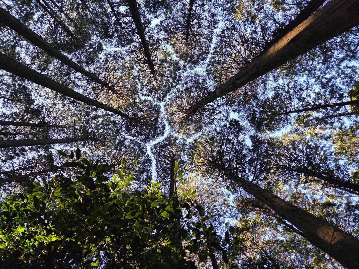 おー、クラウンシャイネスだ🌲👑🌲
自然が作った幾何学模様のアートは美しく不思議な感じ🎨