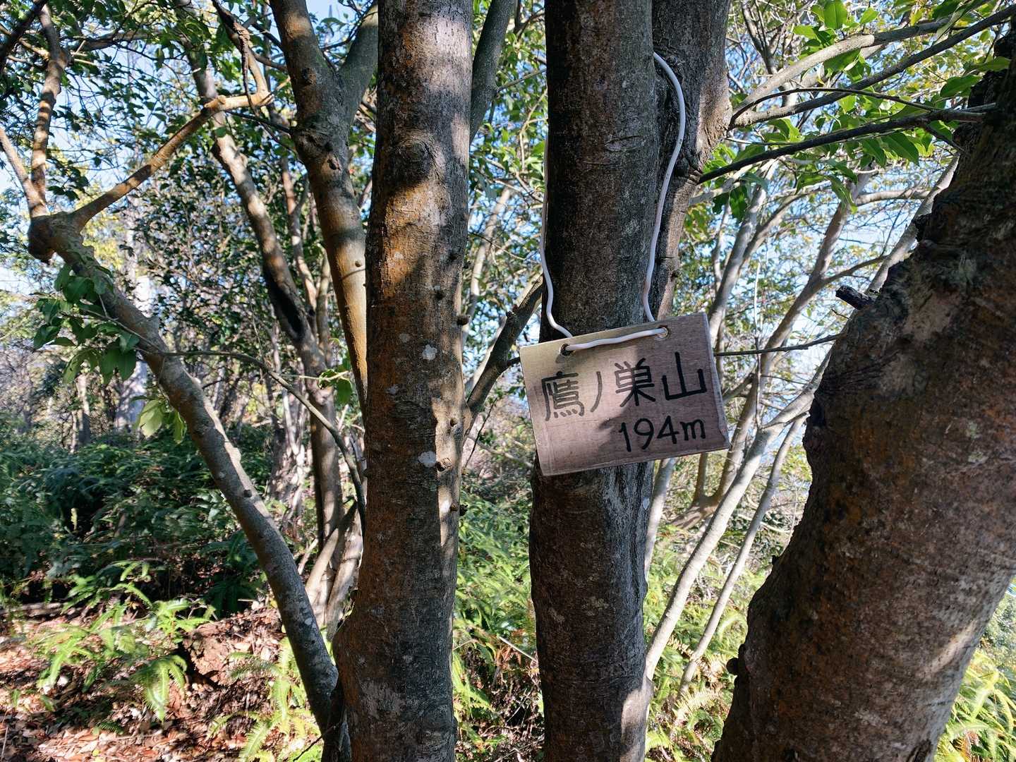 鷹巣山⛰
あんなにガシガシ登ったのに194mとは⁉️
