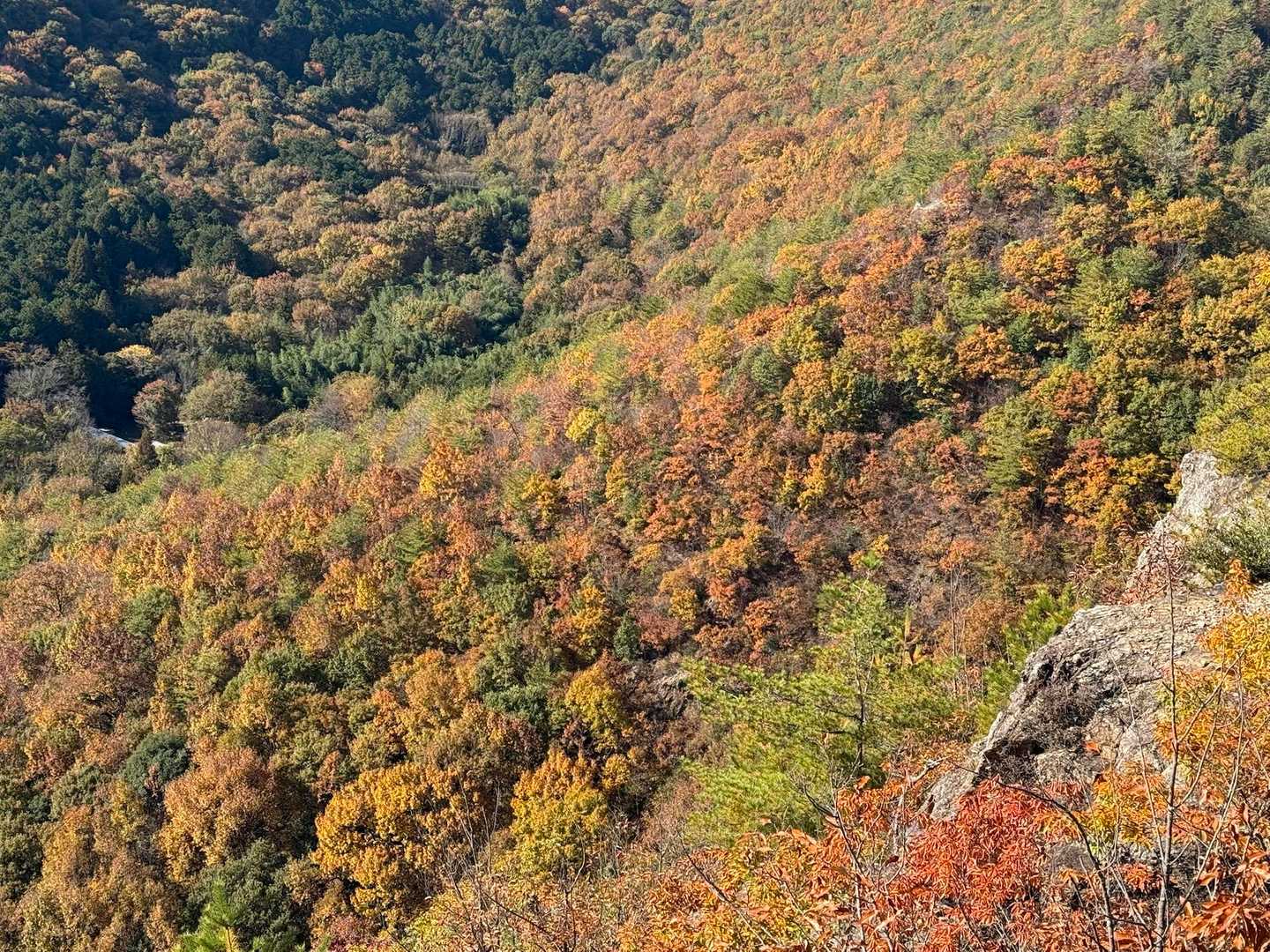 綺麗🍁