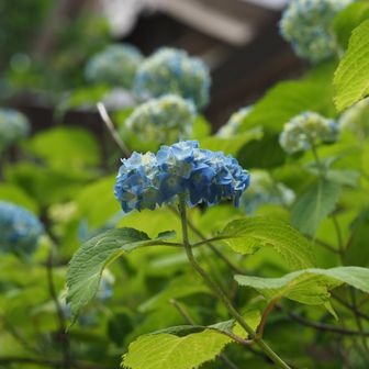 山頂の紫陽花は園芸種ですね