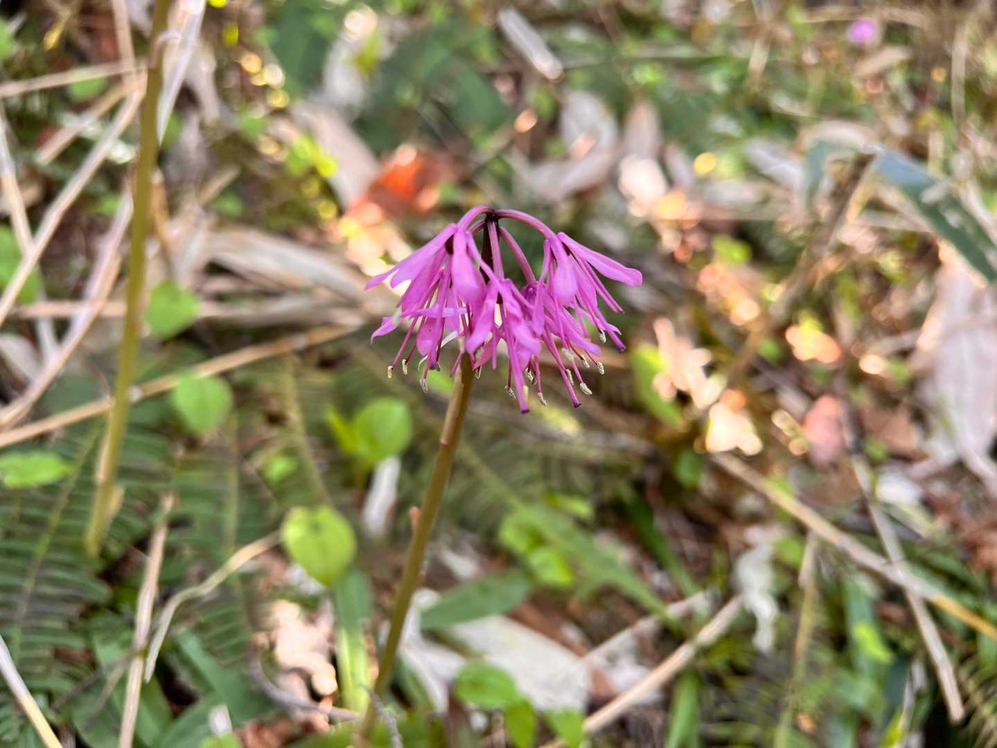 白草山登山口-白草山 周回コースの写真