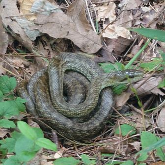 こちらは、アオダイショウ