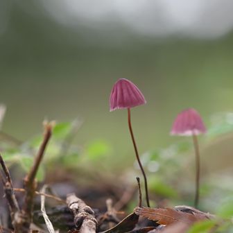 ハナオチバタケというらしい。
名前に「オチバ」とあるのは、落ち葉を分解して生きているためだそうな。
そのため「森のお掃除役」と呼ばれることもあり、広葉樹林の腐葉土上に発生するんだって。