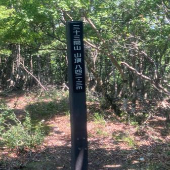 山頂に到着🙌。展望がないので、直ぐに下山。