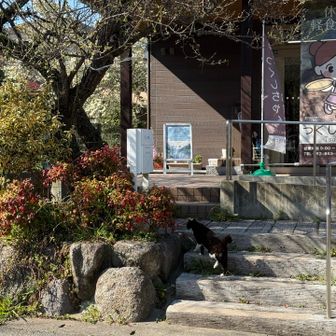 猫がちょいちょい