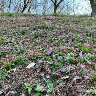 ④ 諸上寺公園
バッチリ見頃👌👌