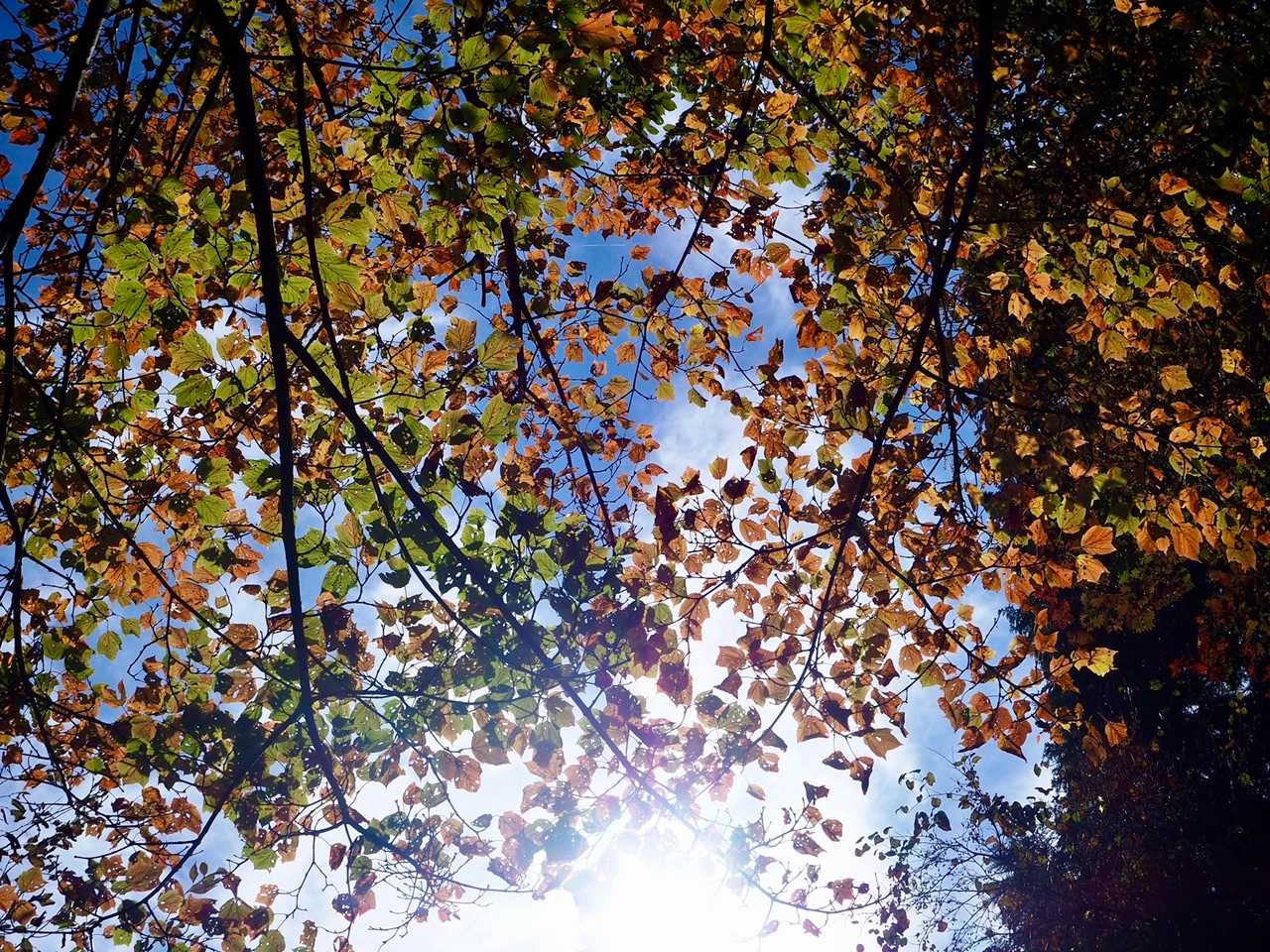 ちょっと早めだったので11月中旬くらいまでがピークだと思います✨