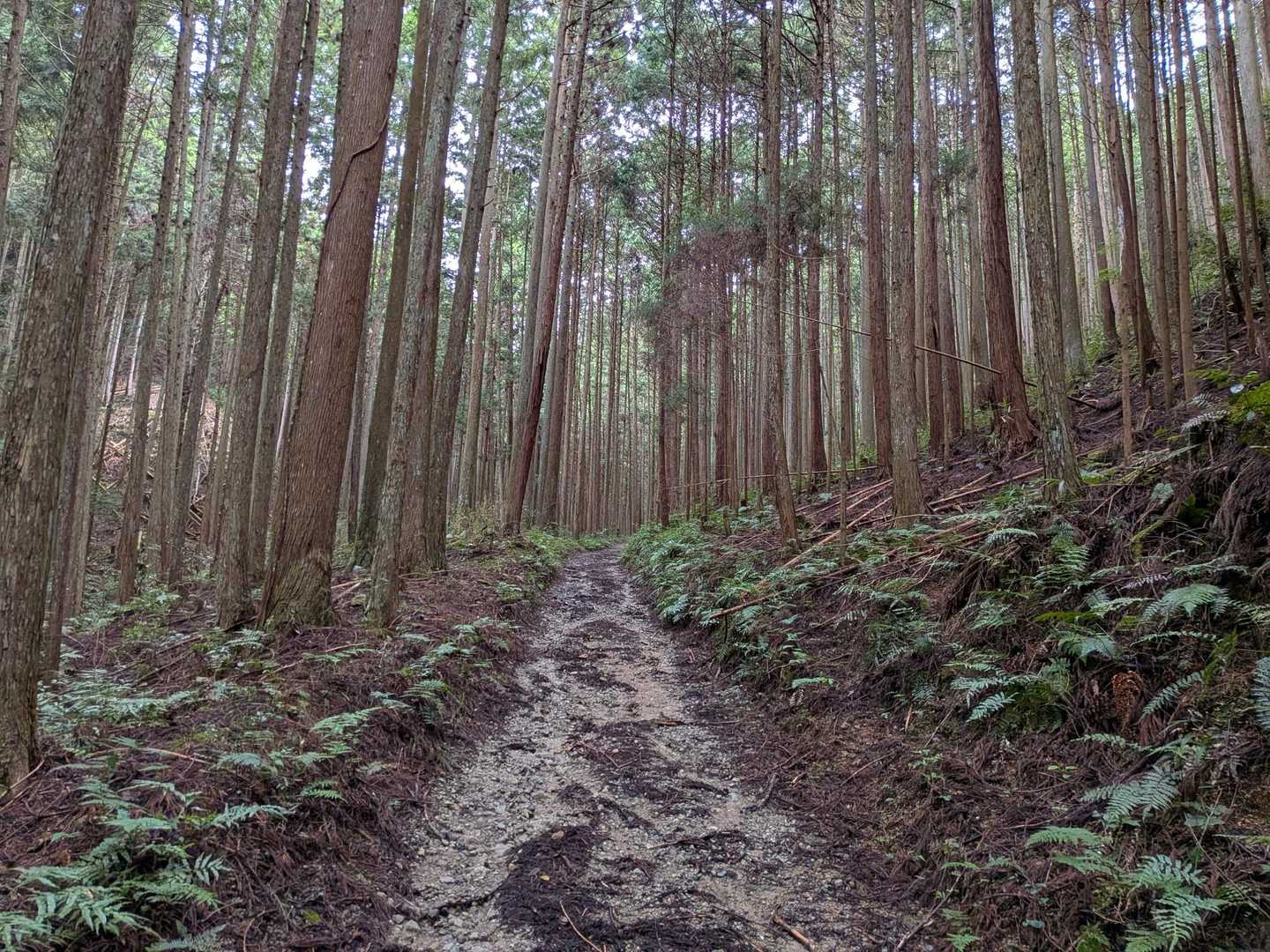スタート🚶しばらく杉の樹林帯を行きます🌲
道中🚗兵庫と大阪は結構降ってましたが、雨あがって良かった😮‍💨