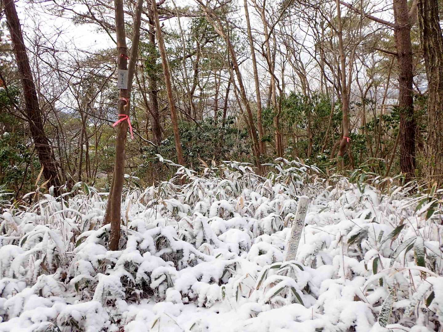 「二代木山」到着。
YAMAPと地理院地図の名前、三角点名は二代木山となっていますが、
