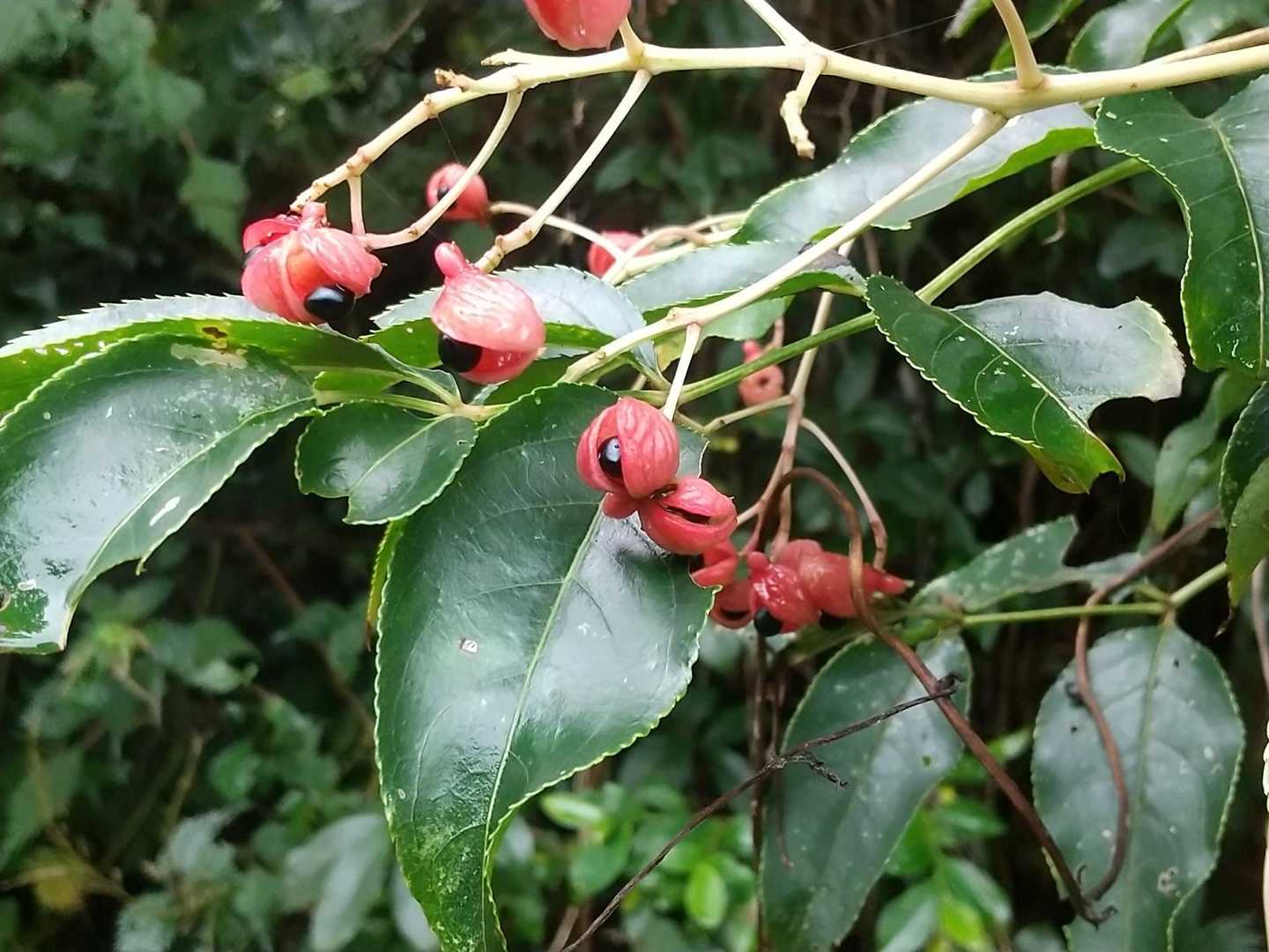 マユミ