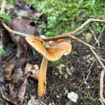倒木にも負けないキノコ🍄🔥