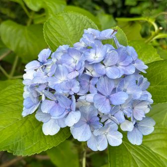 この時期にまだ美しい紫陽花