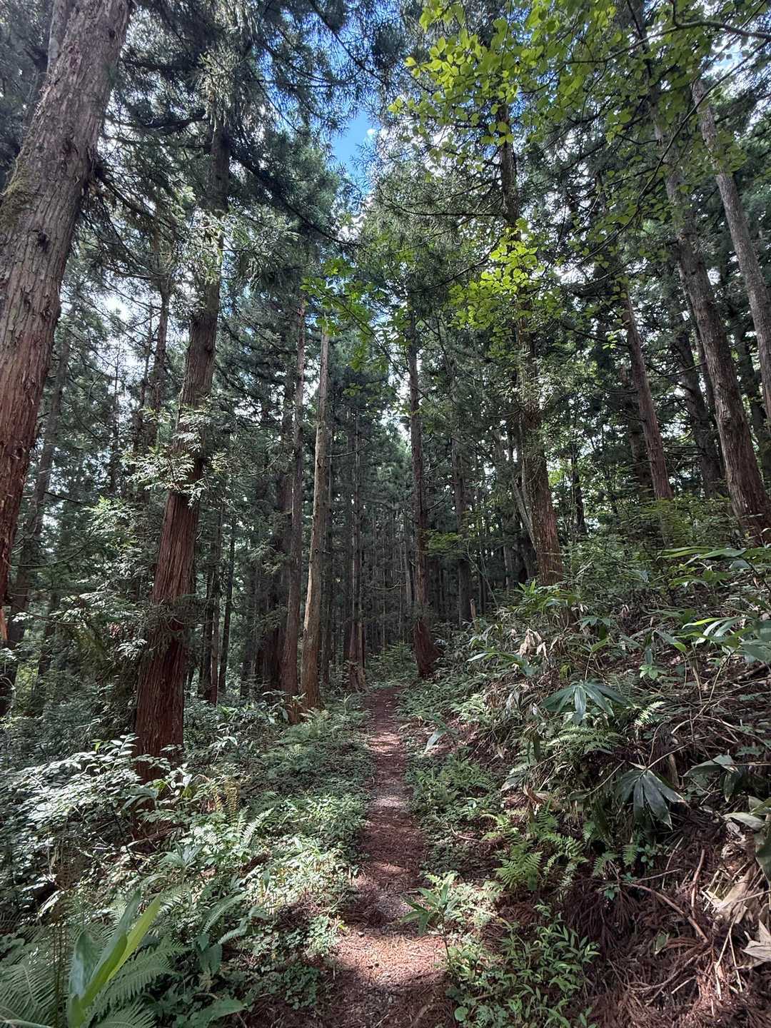 桧峠-大日ヶ岳登山道入口-水後山-鎌ヶ峰 往復コースの写真