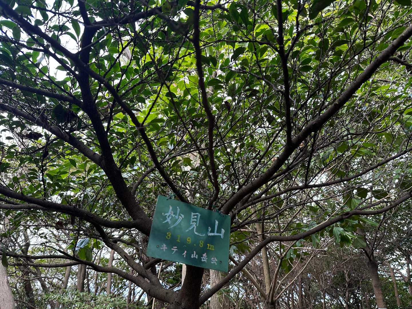 博智山-妙見山 往復コースの写真