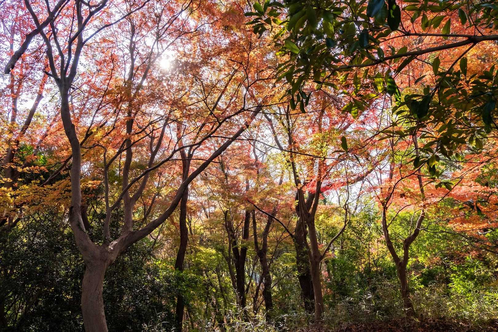 JR元町駅-地下鉄　県庁前駅-諏訪神社参道-堂徳山-城山- 縦走コースの写真