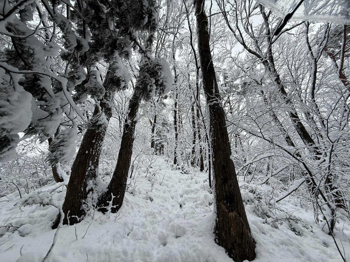 菩提寺山往復 | 仏路越えの古道を行き、新潟平野を見渡す気軽な低山ハイクの写真