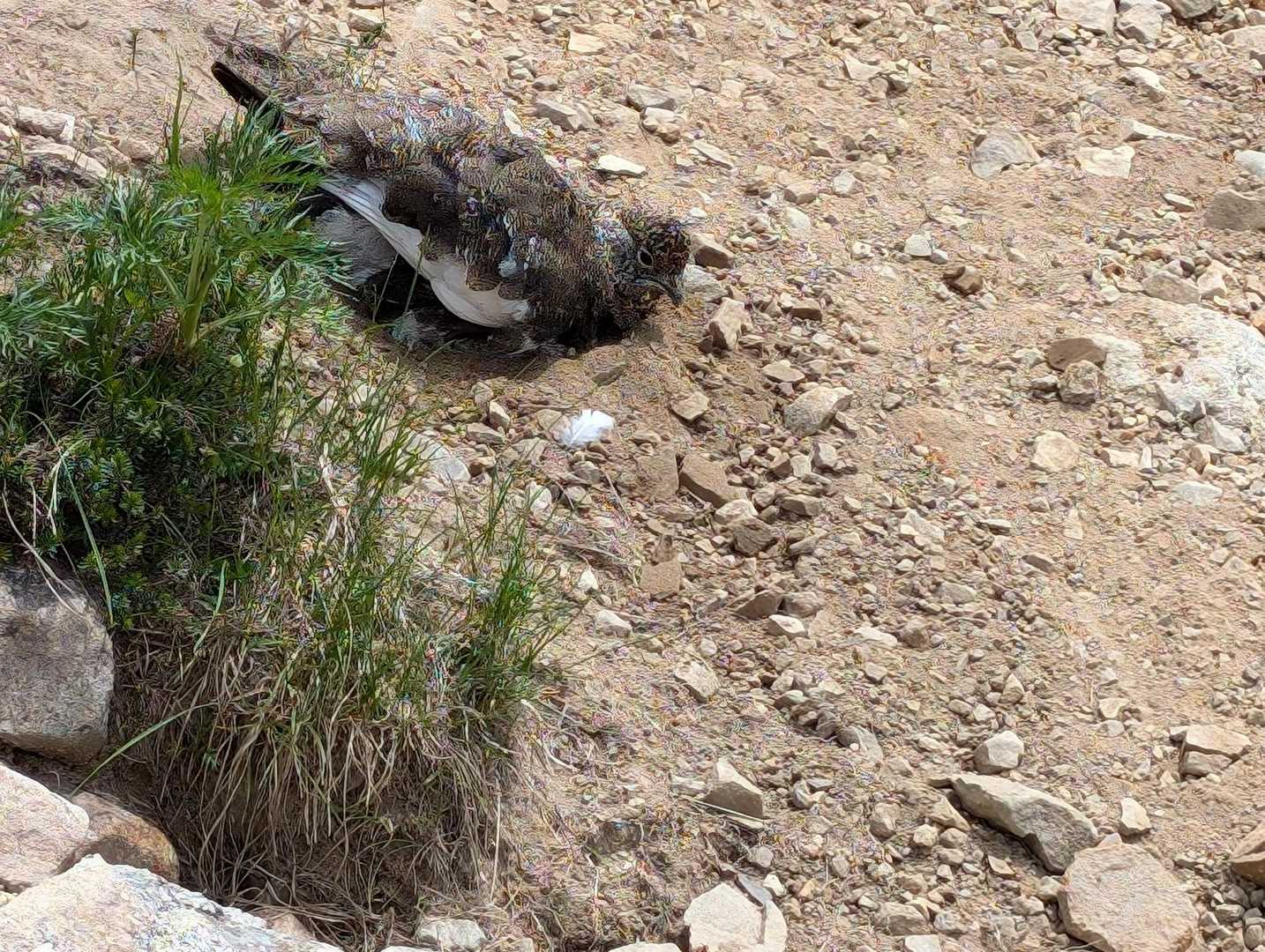 下山途中で雷鳥と遭遇
何枚もシャッターを切りました