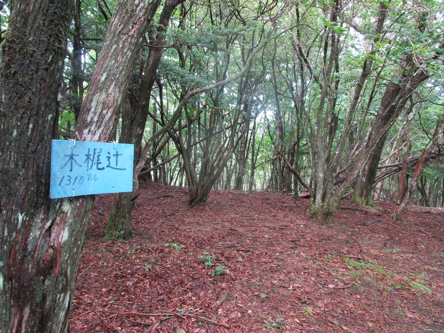 木梶辻を通過
ここで右の尾根にちゃんと乗って
これまで何度も道間違いをしてきたので少しは学習してるみたい