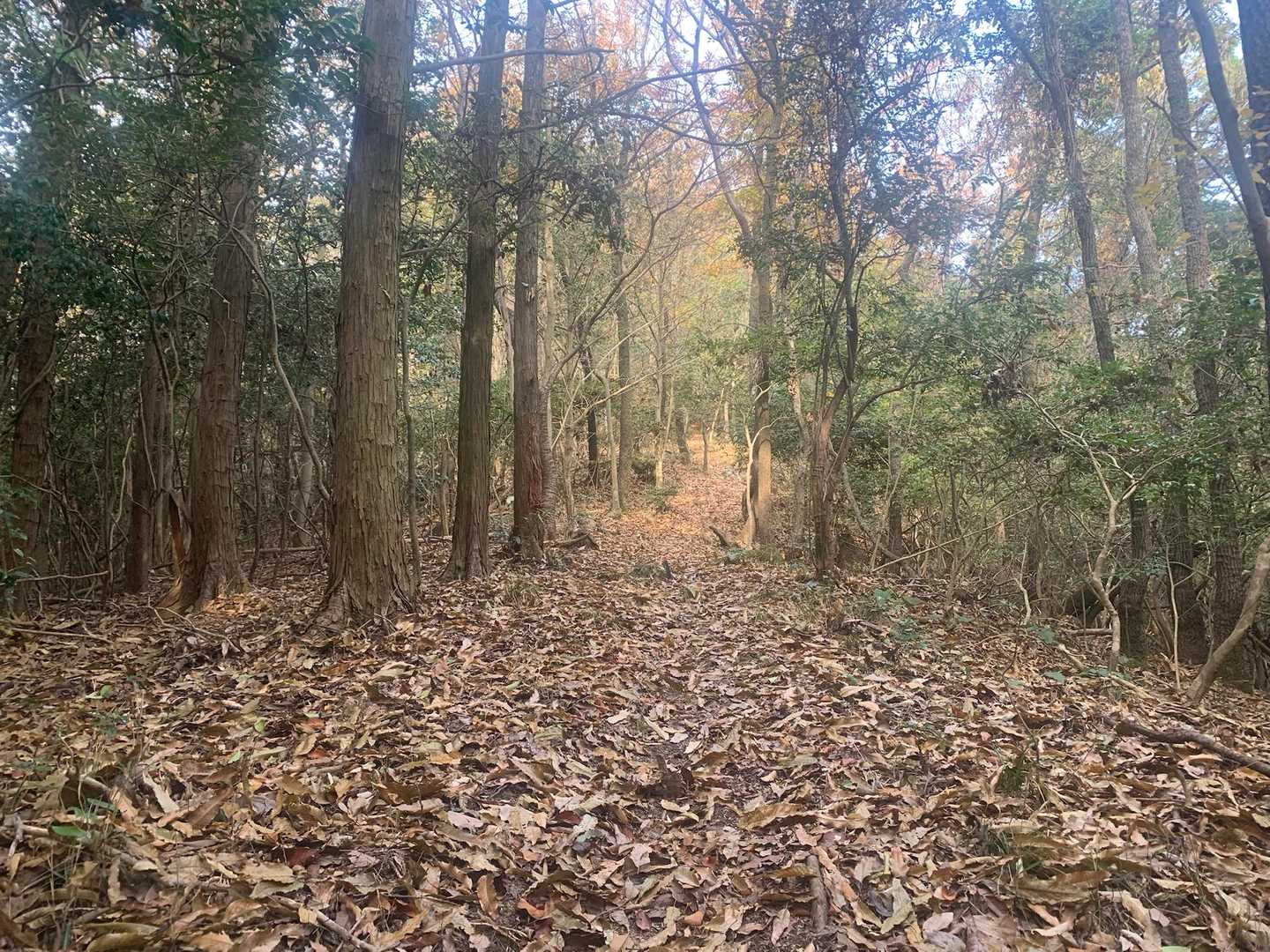 蒲生池登山口-日岡山-蒲生山 往復コースの写真