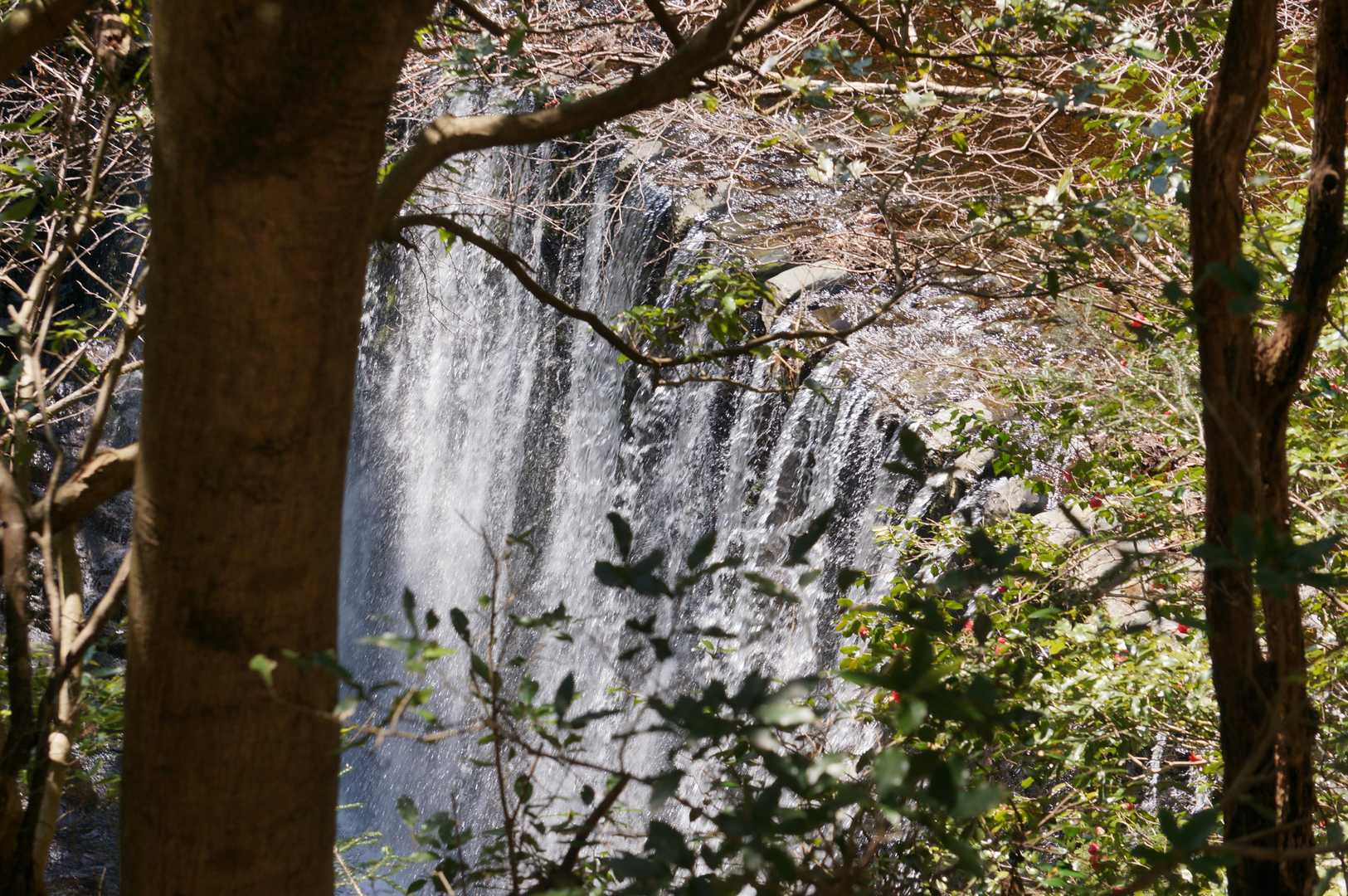 松茸山 周回コースの写真