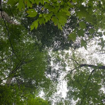 分岐まで無事下山
まだまだ葉っぱは緑🌱夏模様
台風過ぎると一気に秋が来るのかな
登山道には🌰や🍄‍🟫がいっぱいだったけど愛でる余裕も写真撮る余裕もなく今日は終わりました😆