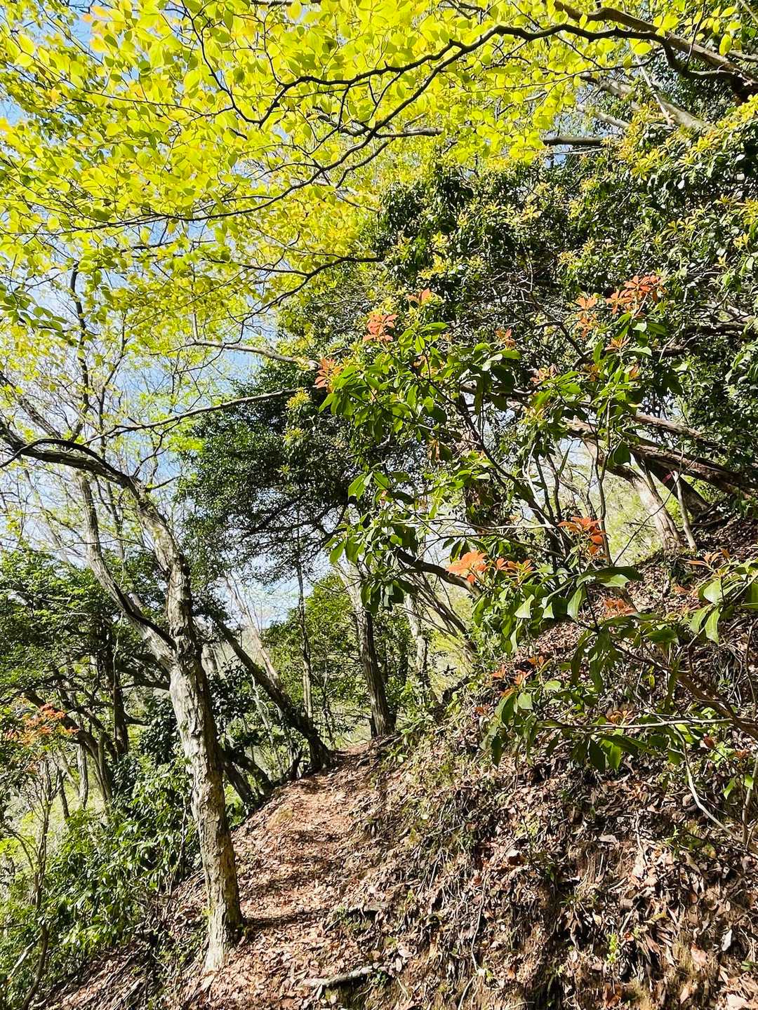 いったん平和な道へ！
早くも新緑の美しさ🍀