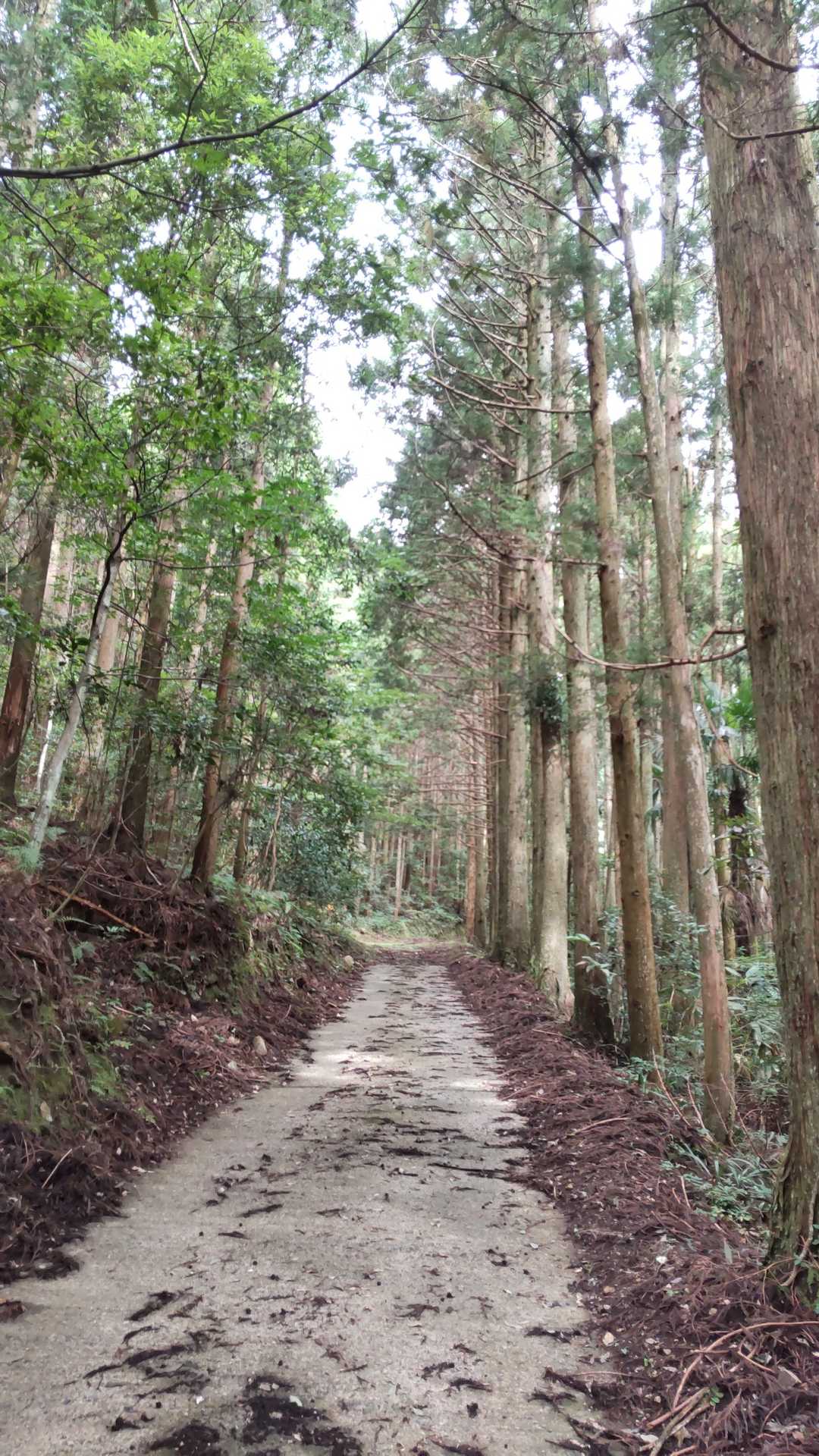 こんな道がしばらく