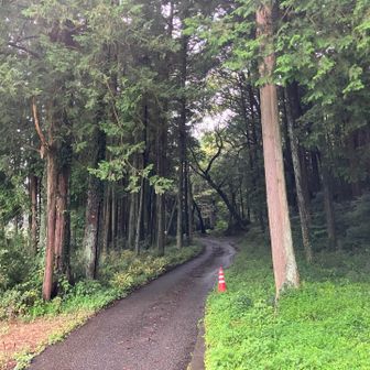 登山口の鳥居が見えてきた⛩️