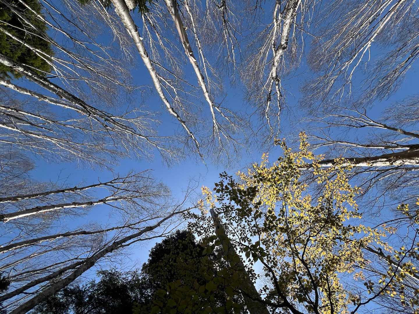 岳樺の向こうに
