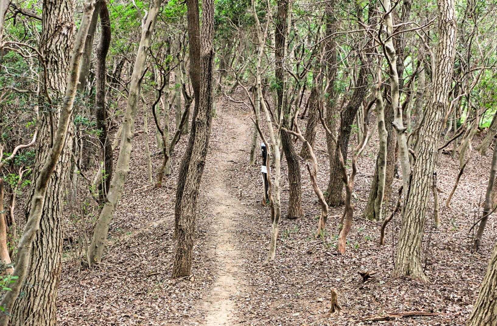 　さらに100m少々進むと、前方に左側へと下る分岐点があった。
　地図を調べると、先ほど通った旧野外キャンプ場駐車場へと下る谷道だと判った。