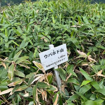 やっとの思いで到着。高低差あまりないけど疲れました。