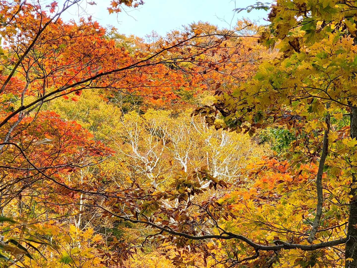 奥に見える白い樹と紅葉のコントラストが綺麗だった！