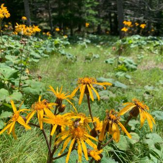 謎の花群生地…すれ違った他の方の投稿で名前判明🙌マルバダケブキ(鹿🦌が嫌う匂いを放つらしい)