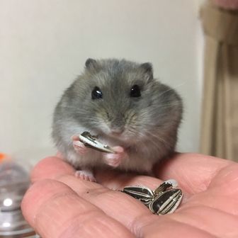 さっちゃん