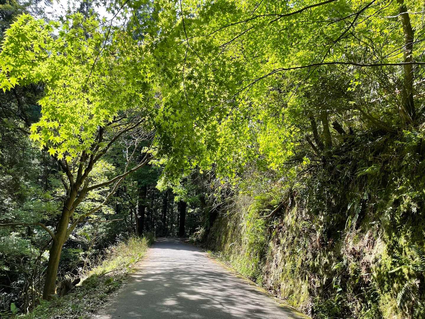 木のトンネル