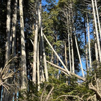 強風で木々が擦れる音が鳴き声のように聴こえました