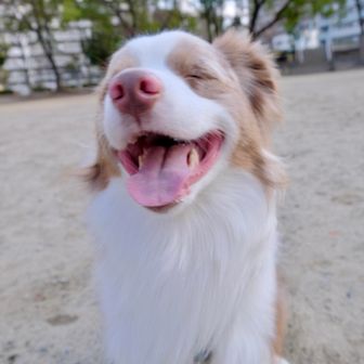 登山犬ダノン