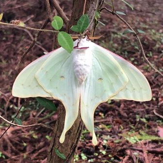 常連さんの1人が発見されたオオミズアオ。