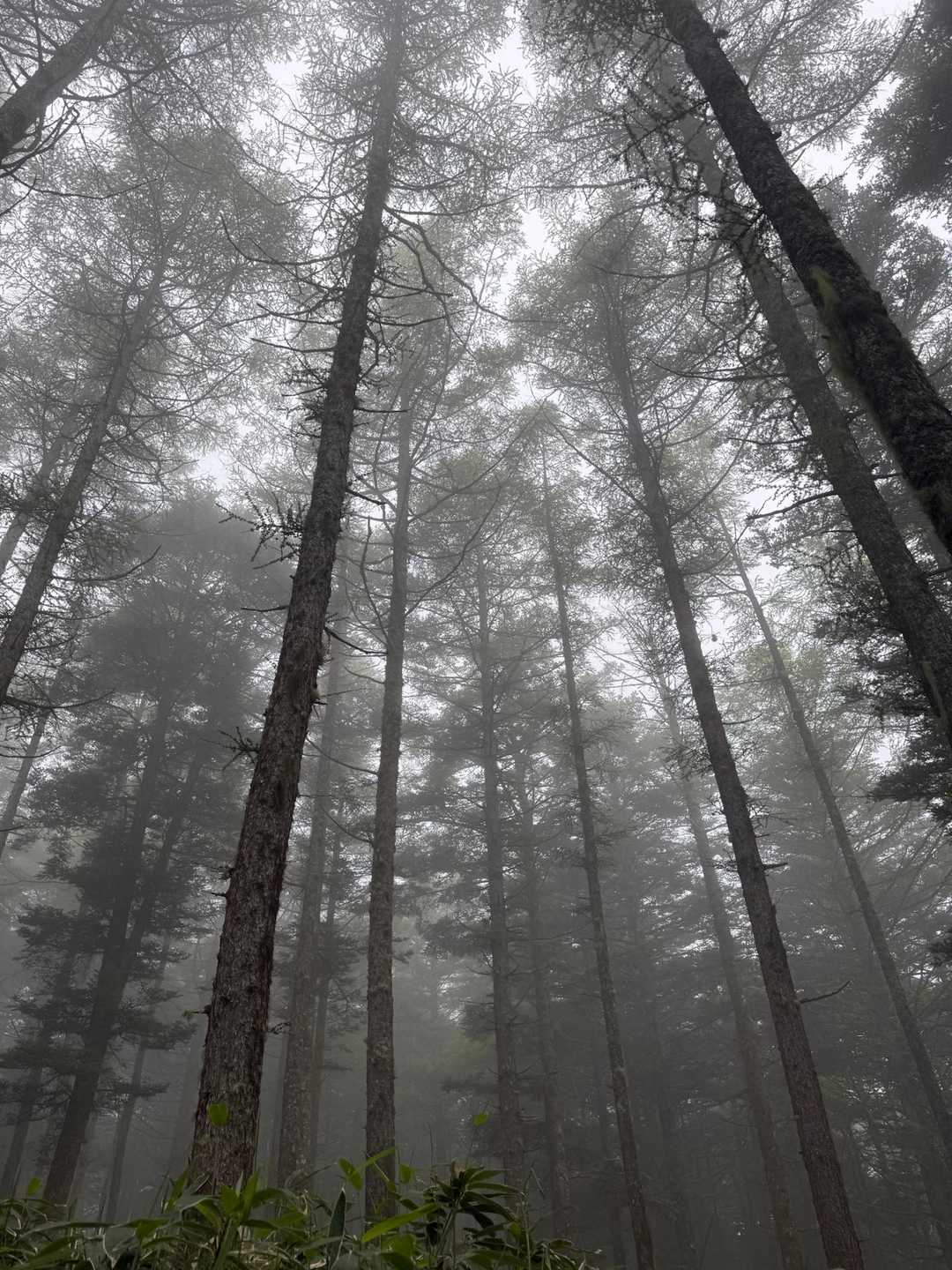 私はこういう感じが好き
こういう静かな森の表情に出会えるから、雨や霧の日の山歩きも良いですね🌲