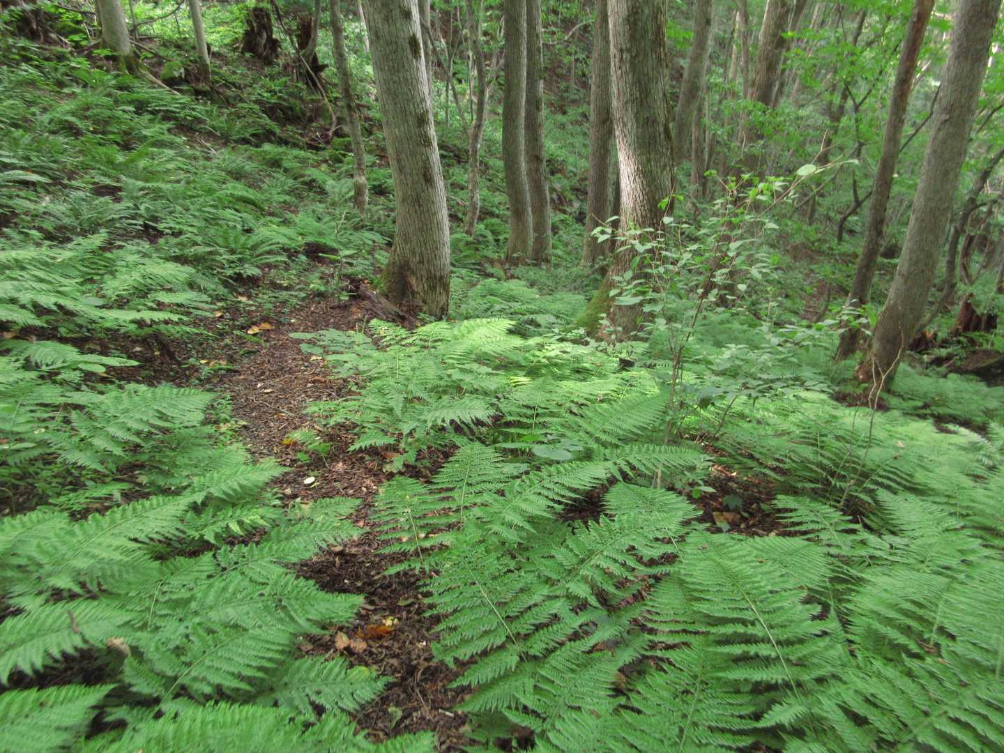 
山頂から急降で写真を撮る余裕もなかったが、この辺りでようやく緩くなった。