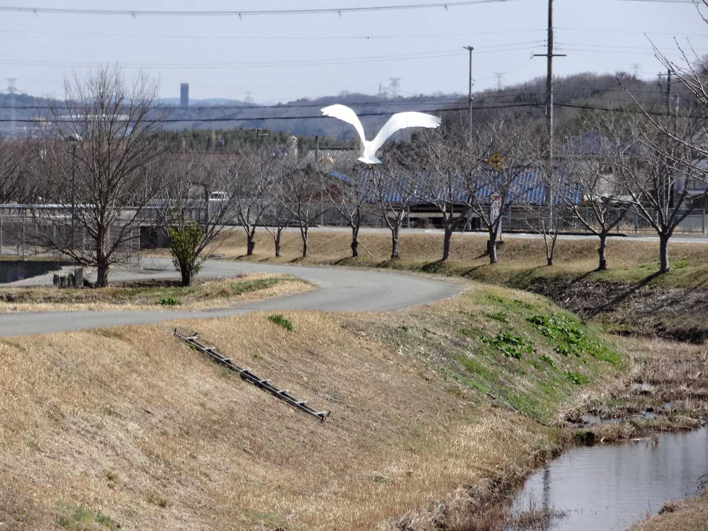 羽ばたいてるね～🕊